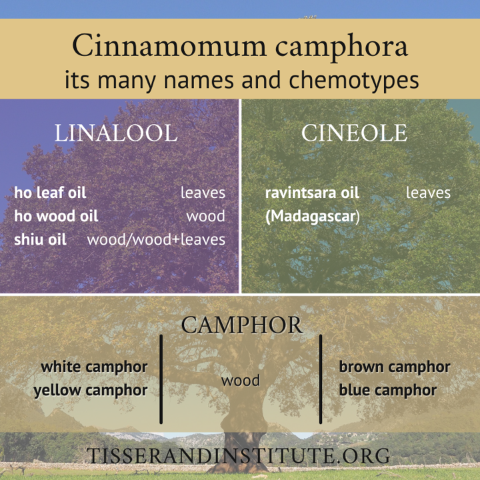 Cinnamon  Camphora