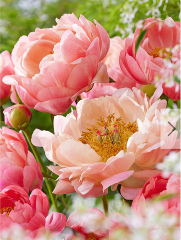 TUBEROSE-TURKISH ROSE 🌹 60ml.